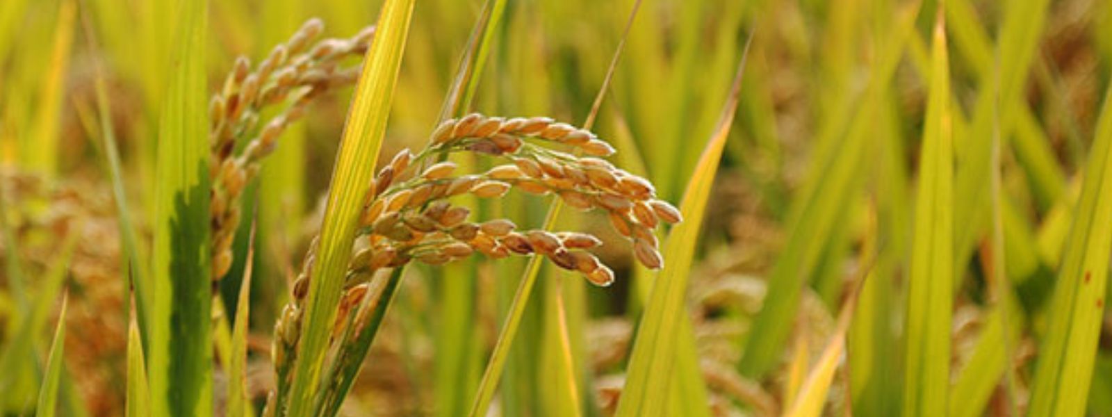 Paddy Purchases Near 20,000 MT in Three Weeks